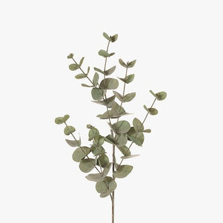 Eucalyptus Silver Dollar