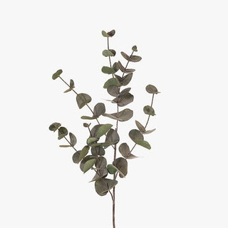 Eucalyptus Silver Dollar